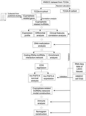 A cuproptosis-related lncRNA signature predicts the prognosis and immune cell status in head and neck squamous cell carcinoma